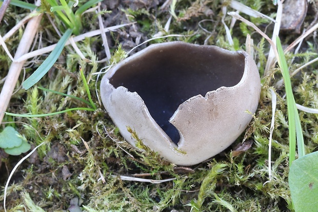 chriapač sosnový Helvella leucomelaena (Pers.) Nannf.