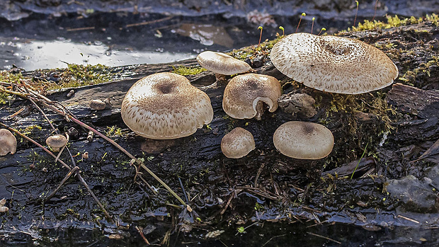 húževnatec tigrovaný Lentinus tigrinus (Bull.) Fr.