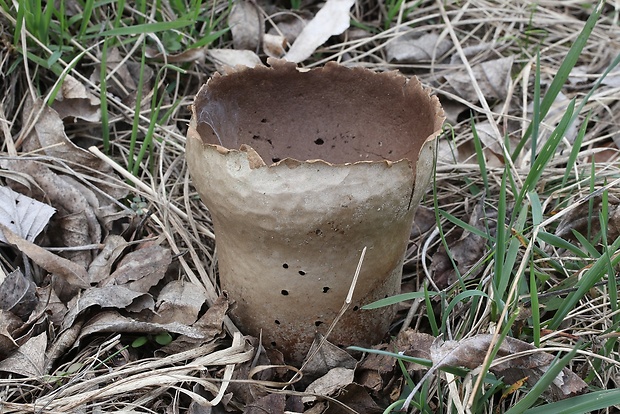 rozpadavec dlabaný Lycoperdon utriforme Bull.