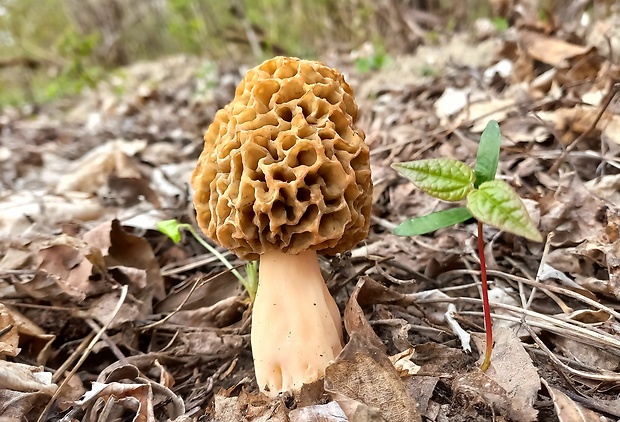 smrčok jedlý Morchella esculenta (L.) Pers.