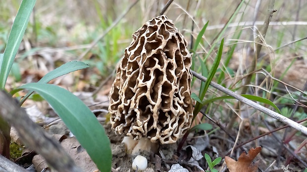 smrčok obyčajný Morchella vulgaris (Pers.) Gray