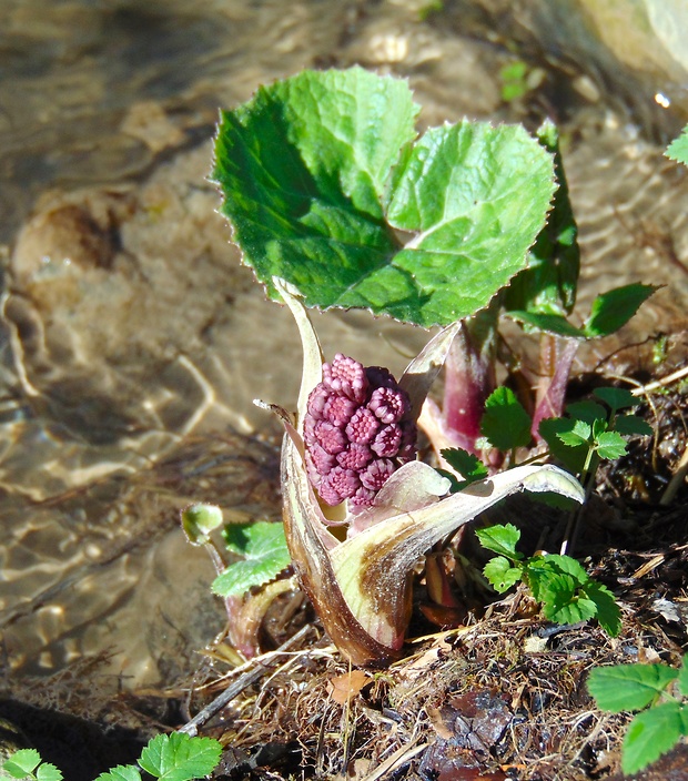 deväťsil lekársky Petasites hybridus (L.) P. Gaertn., B. Mey. et Scherb.