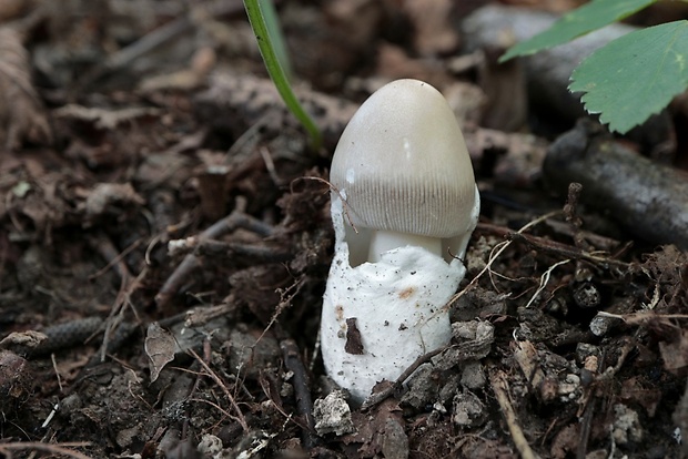 muchotrávka pošvatá Amanita vaginata (Bull.) Lam.