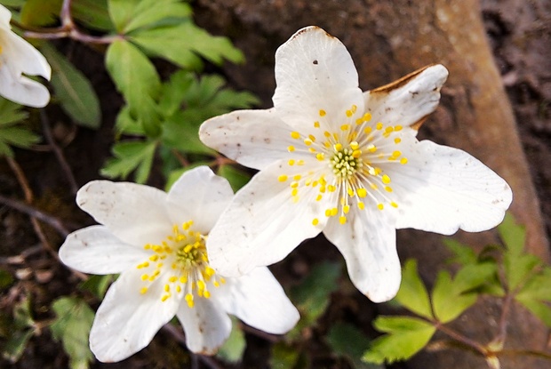 veternica hájna Anemone nemorosa L.