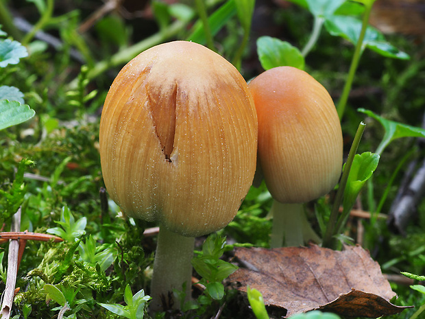 hnojník ligotavý Coprinellus micaceus (Bull.) Vilgalys, Hopple & Jacq. Johnson