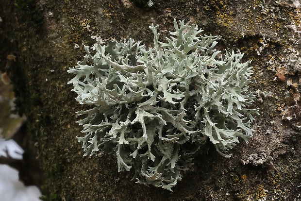 konárnik slivkový Evernia prunastri (L.) Ach.