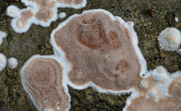 slizopórovka dvojfarebná Gelatoporia dichroa (Fr.) Ginns