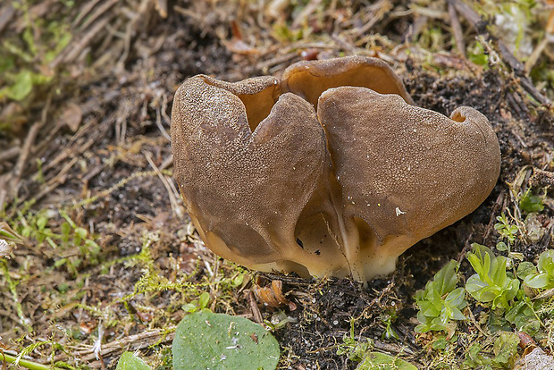 chriapač kalíškovitý Helvella acetabulum (L.) Quél.