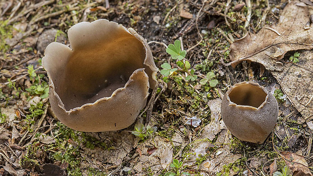 chriapač sosnový Helvella leucomelaena (Pers.) Nannf.