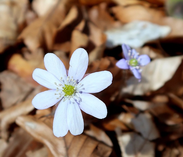 pečeňovník trojlaločný Hepatica nobilis Schreb.