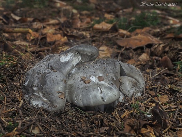 šťavnačka marcová Hygrophorus marzuolus (Fr.) Bres.