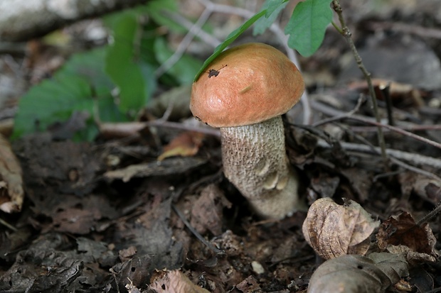 kozák dubový Leccinum aurantiacum (Bull.) Gray