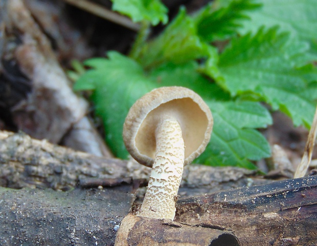 trúdnik strapkatý Lentinus substrictus (Bolton) Zmitr. & Kovalenko