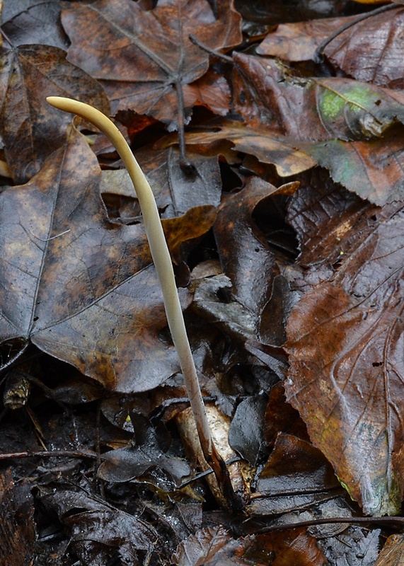 kyjovka tenká Macrotyphula juncea (Alb. & Schwein.) Berthier