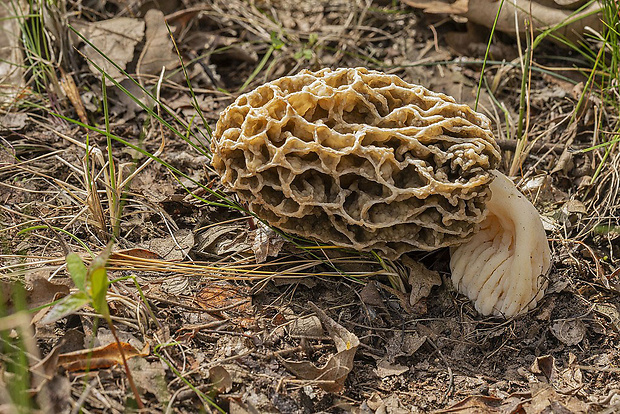 smrčok jedlý Morchella esculenta (L.) Pers.