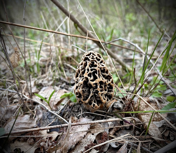 smrčok obyčajný Morchella vulgaris (Pers.) Gray