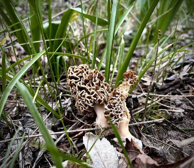 smrčok obyčajný Morchella vulgaris (Pers.) Gray