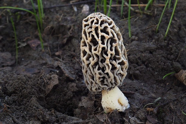 smrčok obyčajný Morchella vulgaris (Pers.) Gray