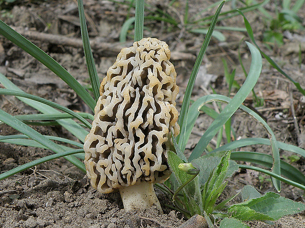 smrčok obyčajný Morchella vulgaris (Pers.) Gray