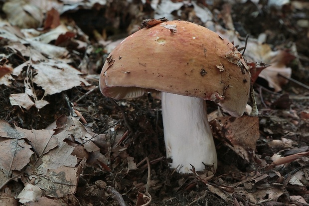 plávka Russula sp.