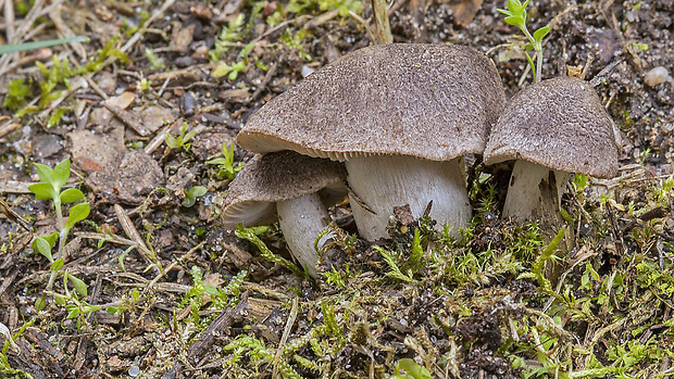 čírovka zemná Tricholoma terreum (Schaeff.) P. Kumm.