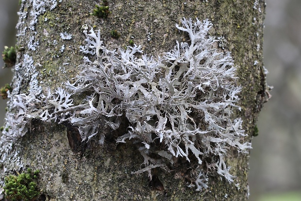 jaseňovka brvitá Anaptychia ciliaris subsp. ciliaris (L.) Körb. ex A. Massal.