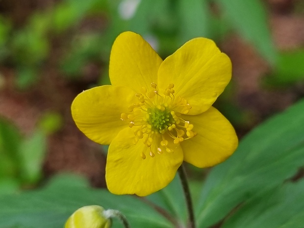 veternica iskerníkovitá Anemone ranunculoides L.