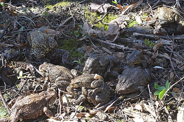 ropucha bradavičnatá Bufo bufo