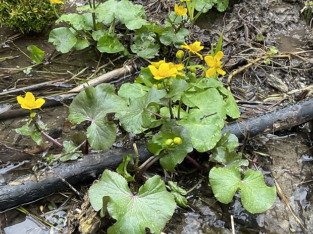 záružlie močiarne Caltha palustris L.