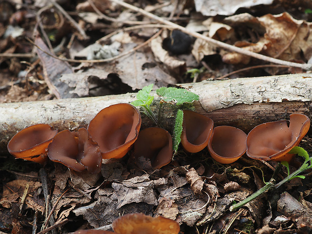 hľuznatka veternicová Dumontinia tuberosa (Bull.) L.M. Kohn