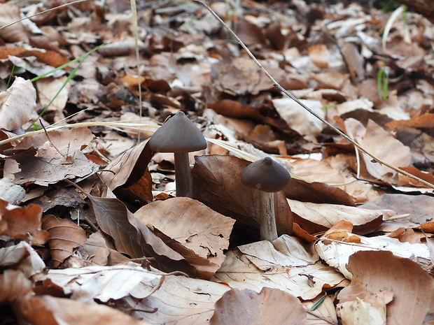 hodvábnica včasná Entoloma vernum S. Lundell