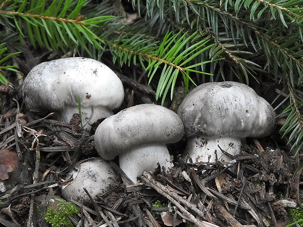 šťavnačka marcová Hygrophorus marzuolus (Fr.) Bres.