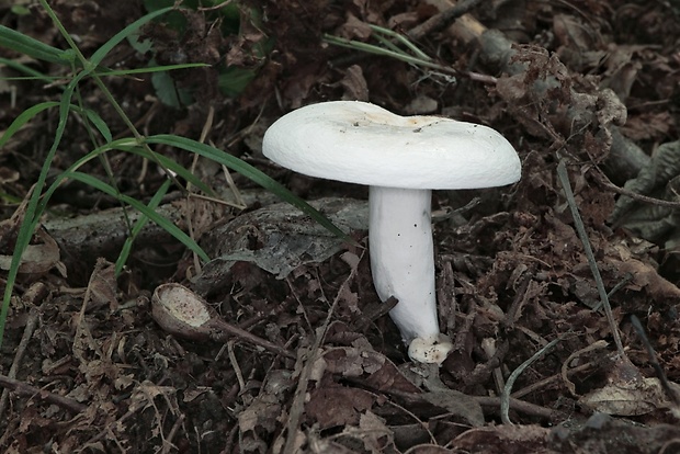 rýdzik korenistý Lactarius piperatus (L.) Pers.