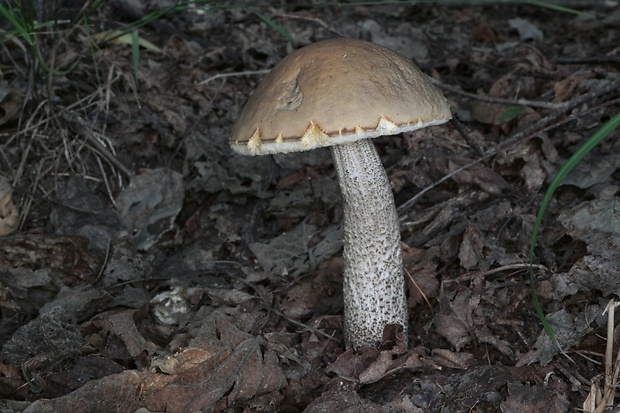 kozák hrabový Leccinum pseudoscabrum (Kallenb.) Šutara