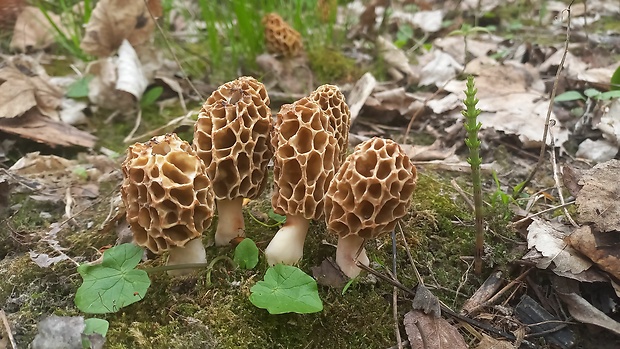 smrčok jedlý Morchella esculenta (L.) Pers.