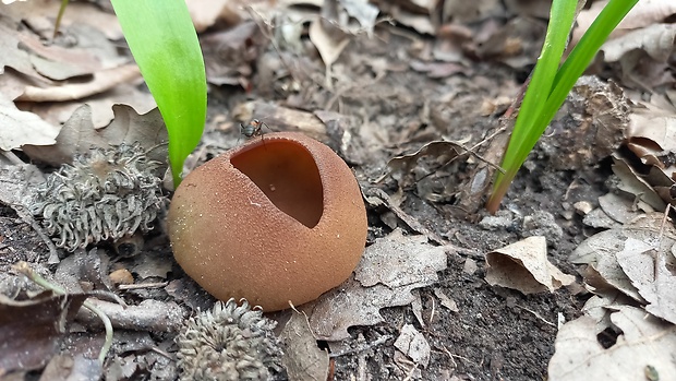 čiaška podvojná Phylloscypha phyllogena (Cooke) Van Vooren