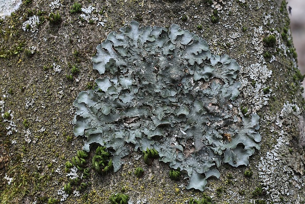 diskovka čiaškovitá Pleurosticta acetabulum (Neck.) Elix & Lumbsch