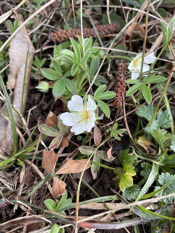 nátržník biely Potentilla alba L.