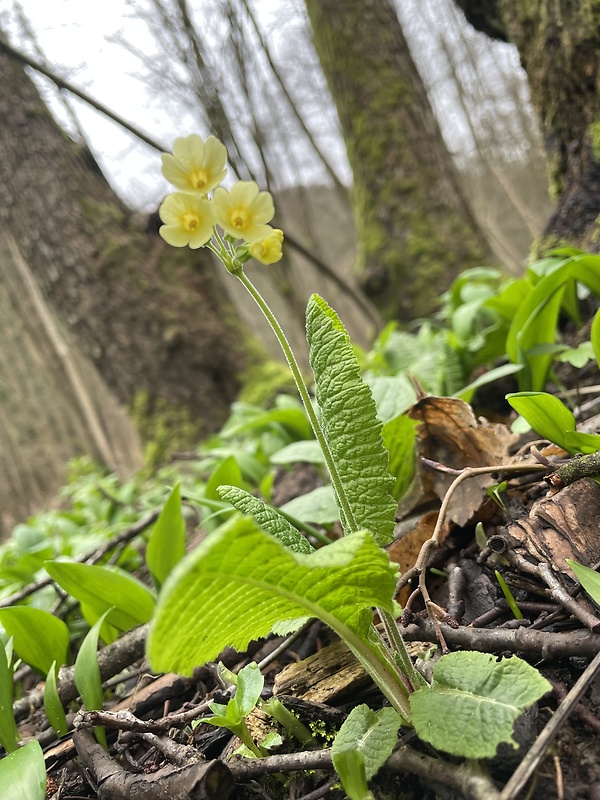 prvosienka vyššia Primula elatior (L.) L.