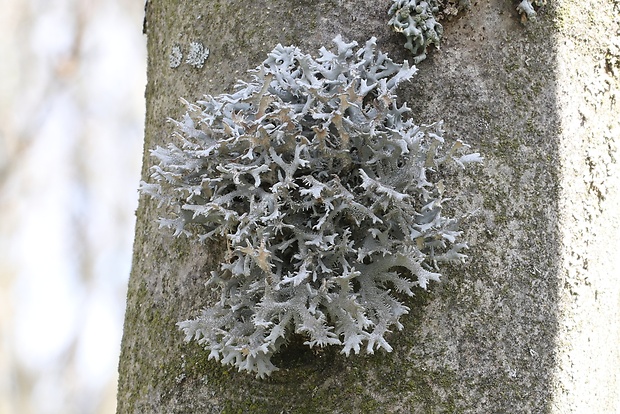 pakonárnik otrubový Pseudevernia furfuracea var. furfuracea (L.) Zopf