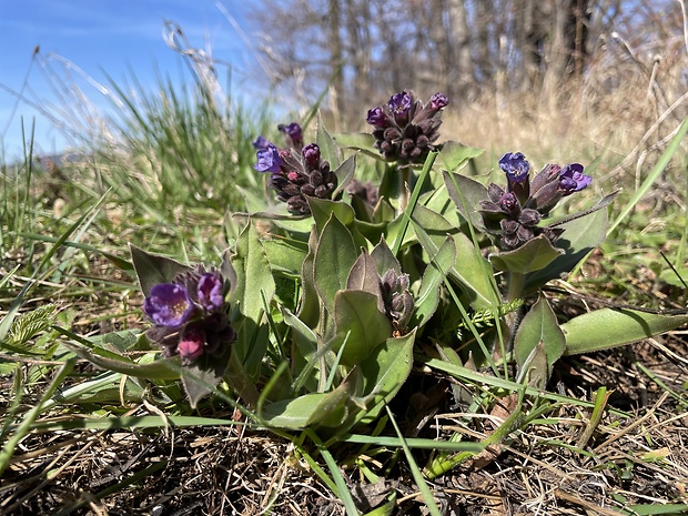 pľúcnik mäkký Pulmonaria mollis Wulfen ex Hornem.