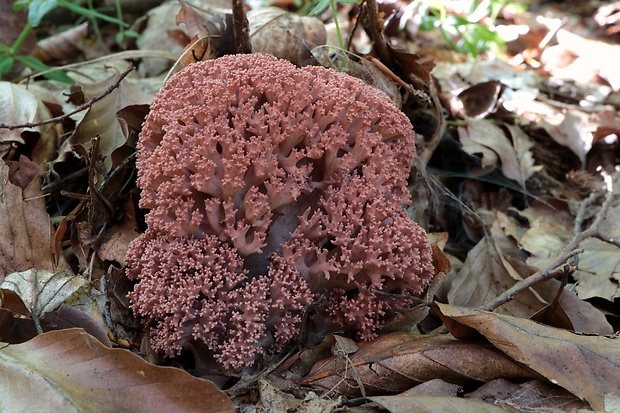 strapačka koralovitá Ramaria botrytis (Pers.) Ricken