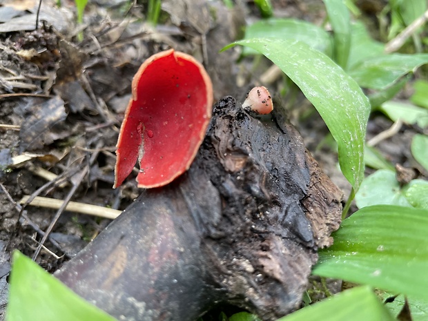 ohnivec rakúsky Sarcoscypha austriaca (Beck ex Sacc.) Boud.