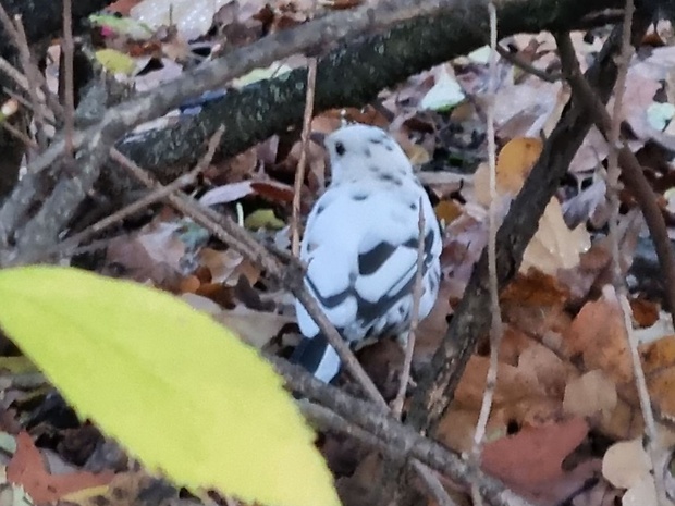 drozd čierny  s leucizmom Turdus merula