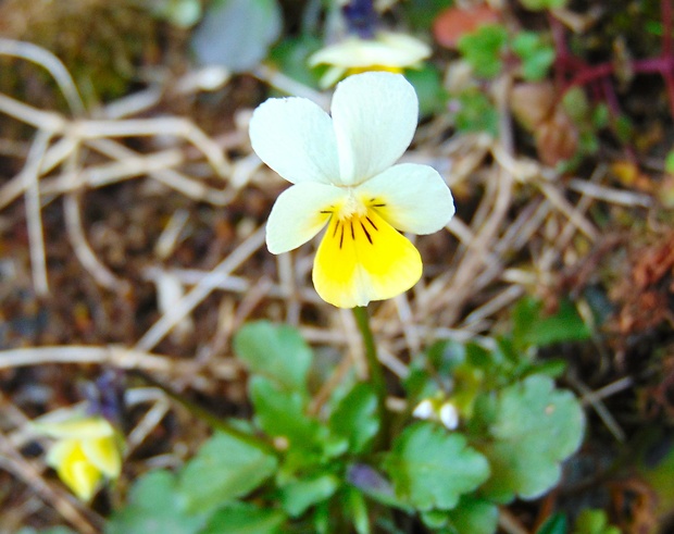 fialka roľná Viola arvensis Murray