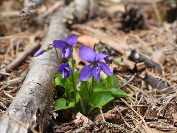 fialka Viola sp.