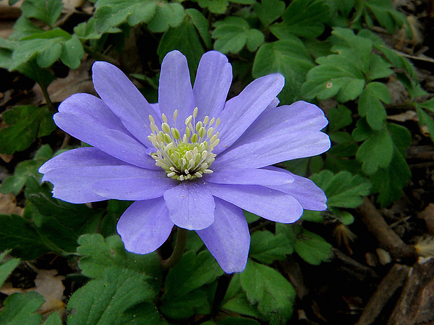 veternica vznešená Anemone blanda Schott et Kotschy