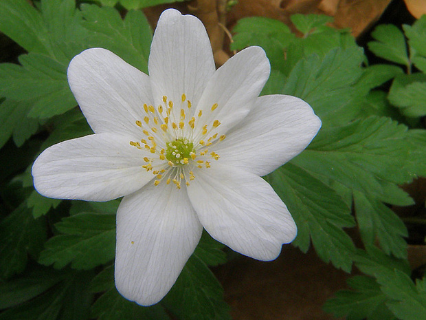 veternica hájna Anemone nemorosa L.