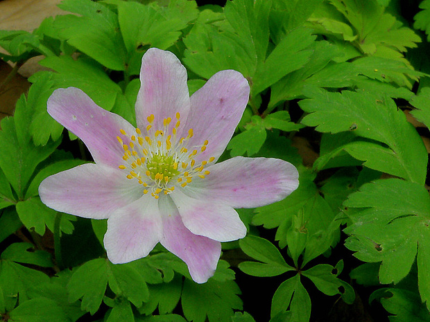 veternica hájna Anemone nemorosa L.