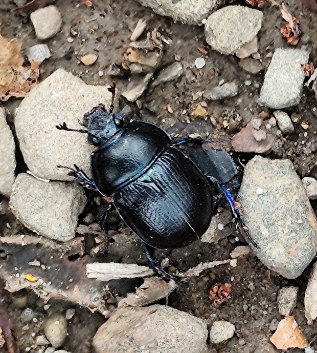 lajniak hôrny  Anoplotrupes stercorosus